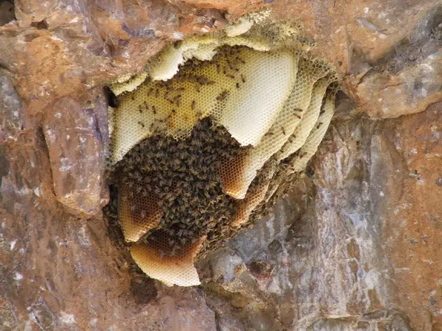 In this picture, it seems like there are bees and hive in the center of a stone in the foreground.
